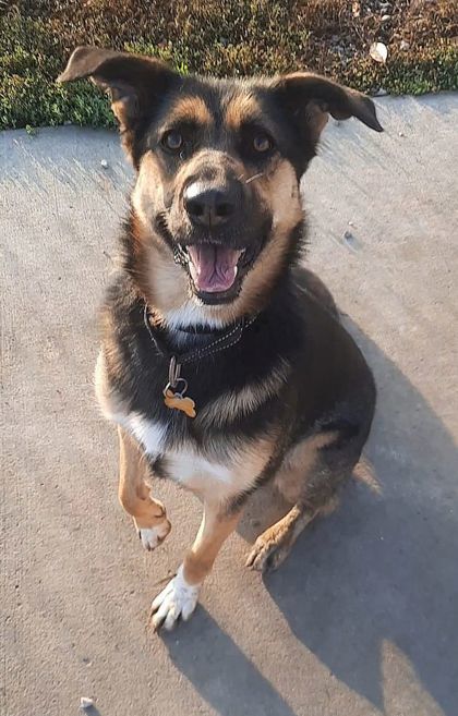 Mystic, an adoptable German Shepherd Dog, Mixed Breed in De Soto, IA, 50069 | Photo Image 3