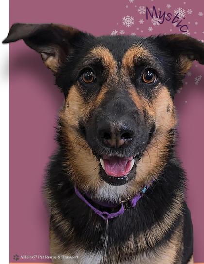 Mystic, an adoptable German Shepherd Dog, Mixed Breed in De Soto, IA, 50069 | Photo Image 3