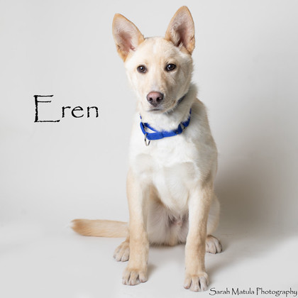 Eren, an adoptable German Shepherd Dog, Mixed Breed in Ruidoso, NM, 88345 | Photo Image 1