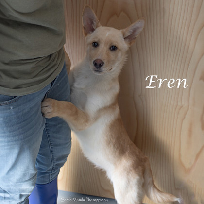 Eren, an adoptable German Shepherd Dog, Mixed Breed in Ruidoso, NM, 88345 | Photo Image 2