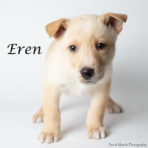 Eren, an adoptable German Shepherd Dog, Mixed Breed in Ruidoso, NM, 88345 | Photo Image 3