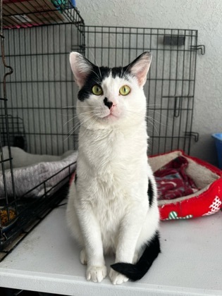 Acro, an adoptable Domestic Short Hair in Neenah, WI, 54956 | Photo Image 1