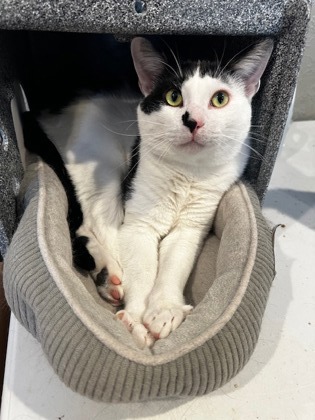 Acro, an adoptable Domestic Short Hair in Neenah, WI, 54956 | Photo Image 3