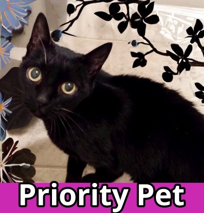 Bebe, an adoptable Domestic Short Hair in Columbia, SC, 29211 | Photo Image 1