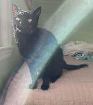 Bebe, an adoptable Domestic Short Hair in Columbia, SC, 29211 | Photo Image 2