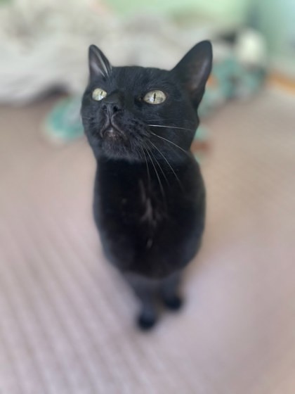 Bebe, an adoptable Domestic Short Hair in Columbia, SC, 29211 | Photo Image 3