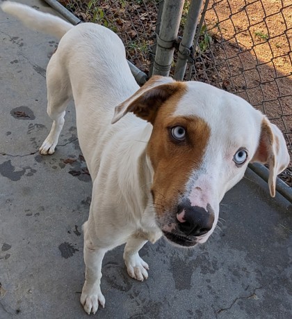 Zuma, an adoptable Mixed Breed in Buchanan Dam, TX, 78609 | Photo Image 1