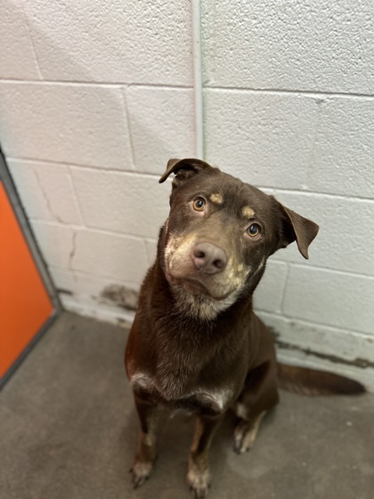 Prince, an adoptable Rottweiler, Mixed Breed in Moses Lake, WA, 98837 | Photo Image 1