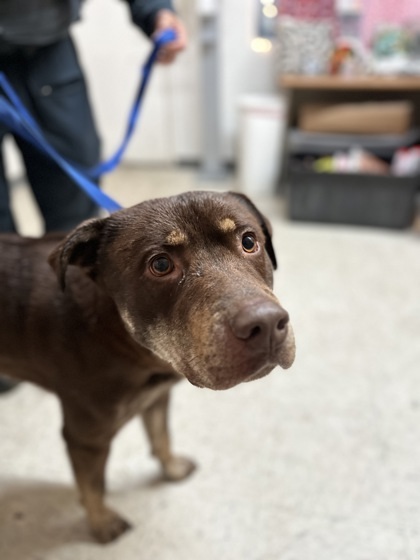 Prince, an adoptable Rottweiler, Mixed Breed in Moses Lake, WA, 98837 | Photo Image 2