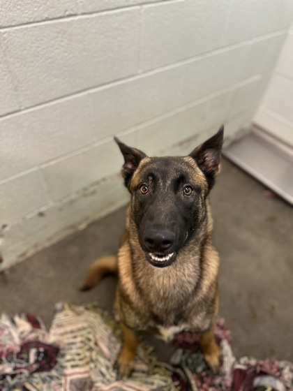 Kane, an adoptable Belgian Shepherd / Malinois, Mixed Breed in Moses Lake, WA, 98837 | Photo Image 1