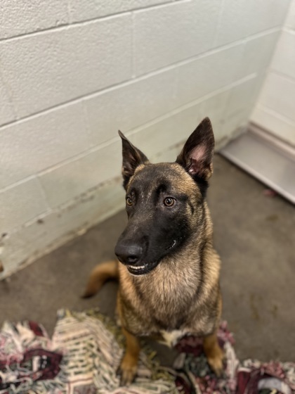 Kane, an adoptable Belgian Shepherd / Malinois, Mixed Breed in Moses Lake, WA, 98837 | Photo Image 2