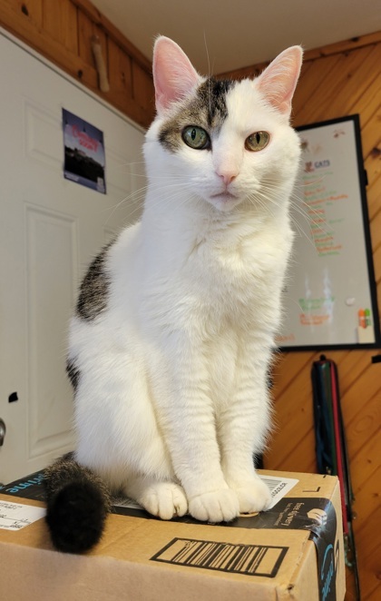 Patches, an adoptable Domestic Short Hair in Neenah, WI, 54956 | Photo Image 1