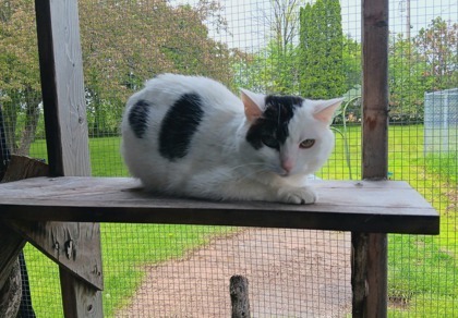 Patches, an adoptable Domestic Short Hair in Neenah, WI, 54956 | Photo Image 2