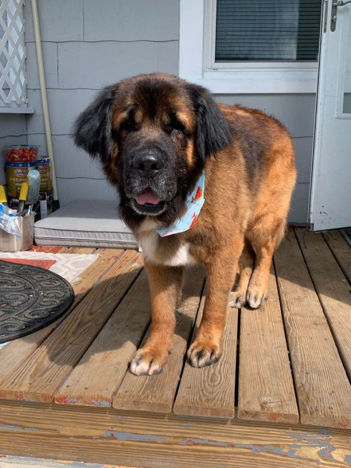 Leonberger mix store