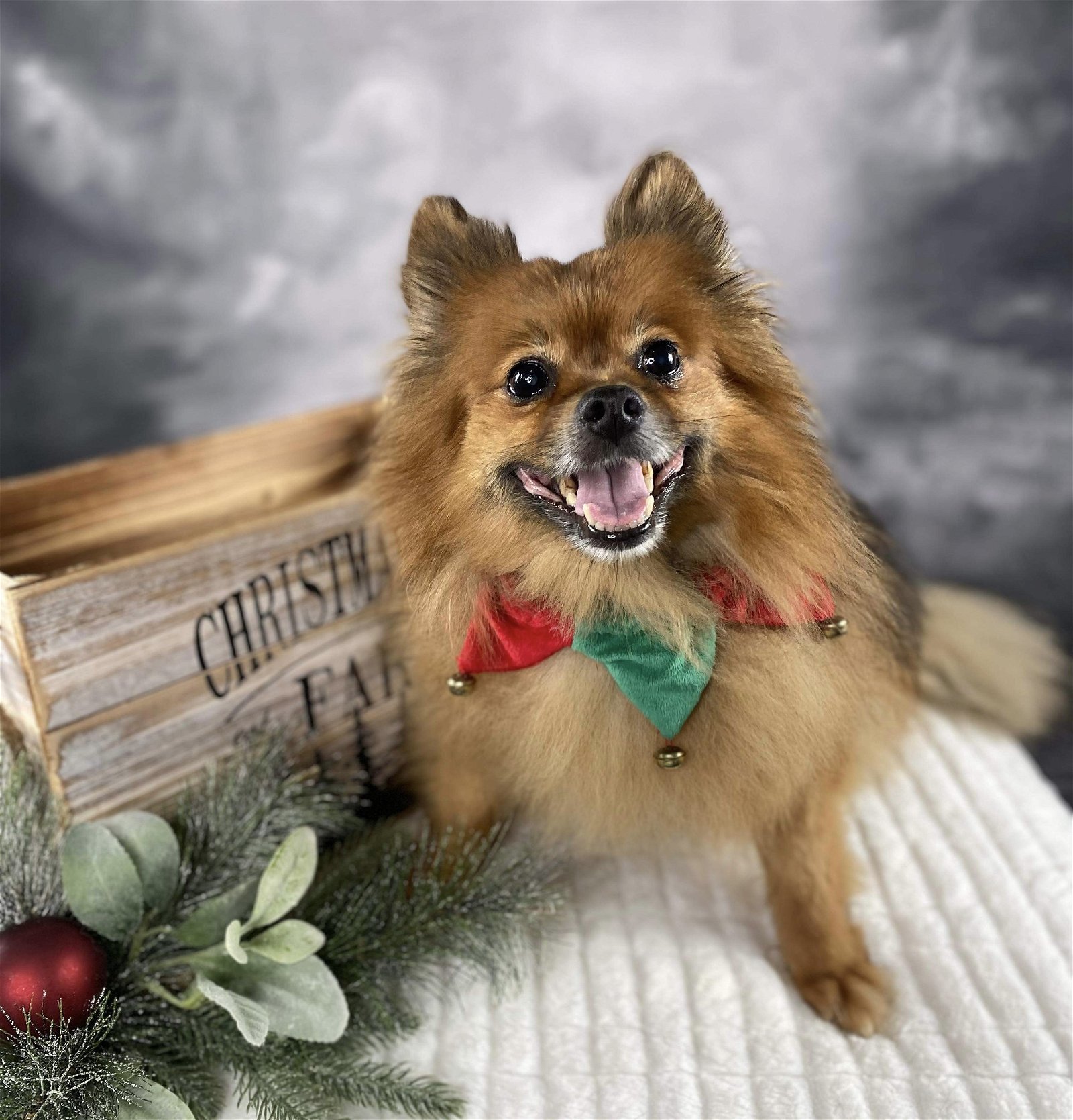 Rascal, an adoptable Pomeranian in Garland, TX, 75040 | Photo Image 1