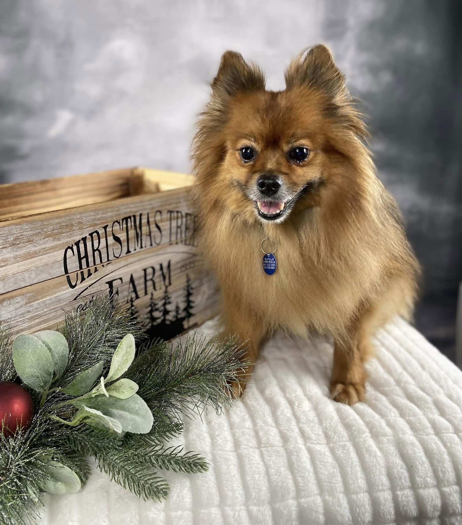 Rascal, an adoptable Pomeranian in Garland, TX, 75040 | Photo Image 2