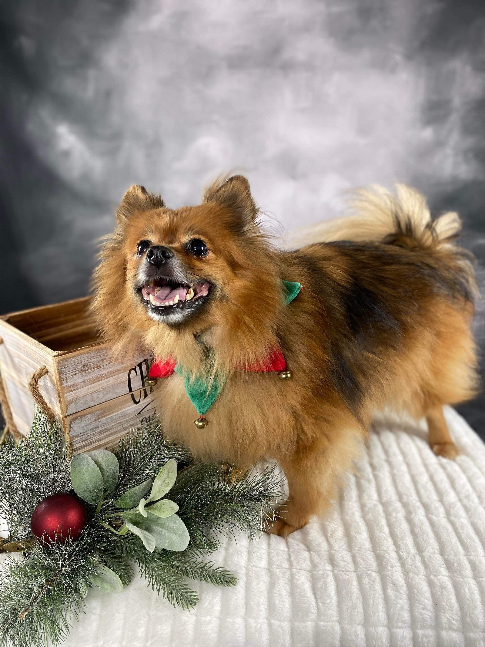 Rascal, an adoptable Pomeranian in Garland, TX, 75040 | Photo Image 3