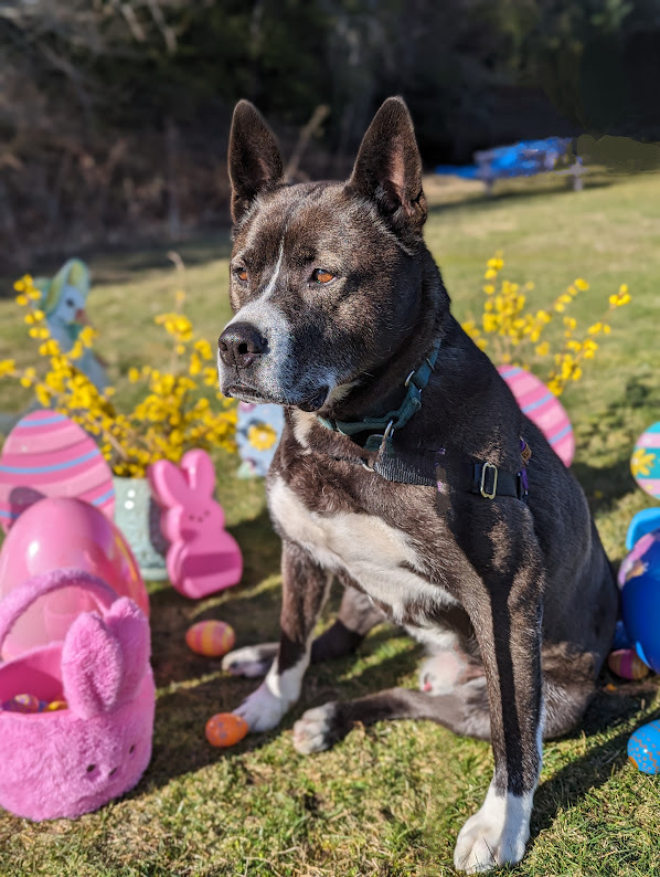 Zeus, an adoptable Husky & Pit Bull Terrier Mix in Bellingham, WA_image-4