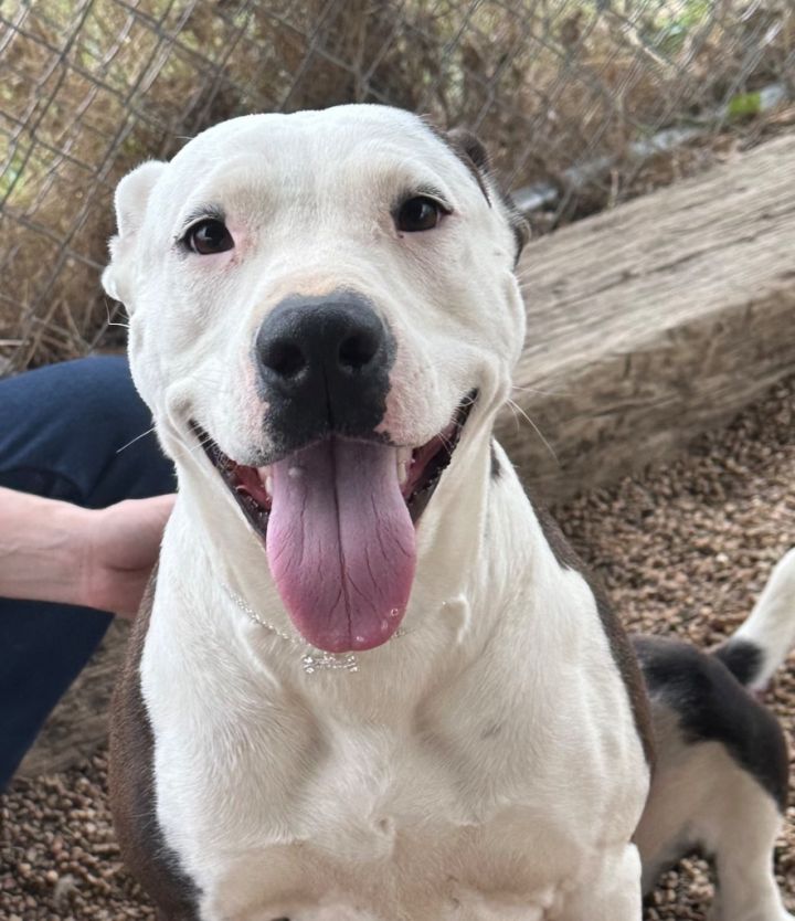 Dog for adoption Rose, a Mixed Breed in Jonesboro, AR Petfinder