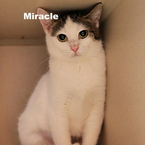 Miracle 231104