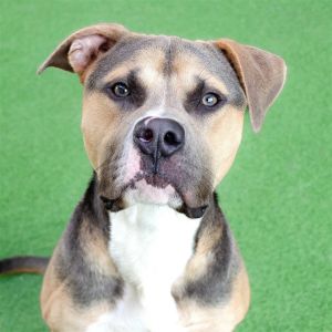 Hi guys Im Dino I am a 4 year old 51lbs neutered male Pitbull mix who is an energetic outgoi