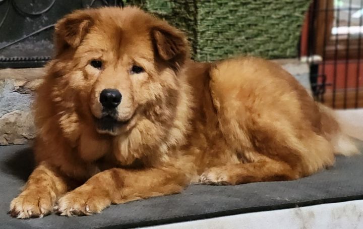 Chow chow mixed shop with golden retriever