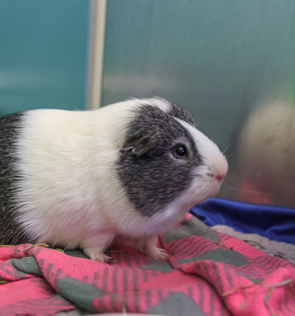 Can guinea 2025 pigs have oats
