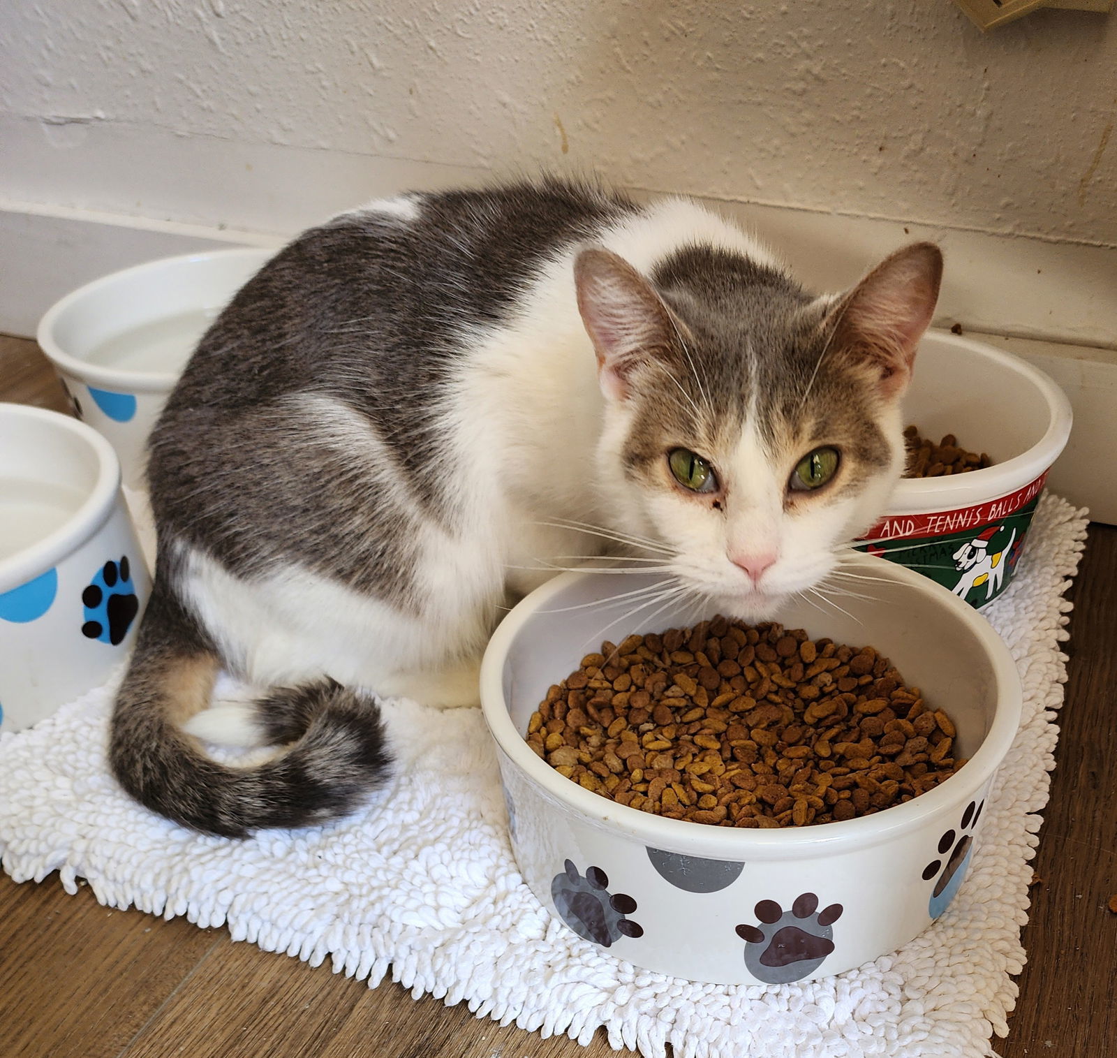 Kat, an adoptable Domestic Short Hair in Webster, WI, 54893 | Photo Image 1