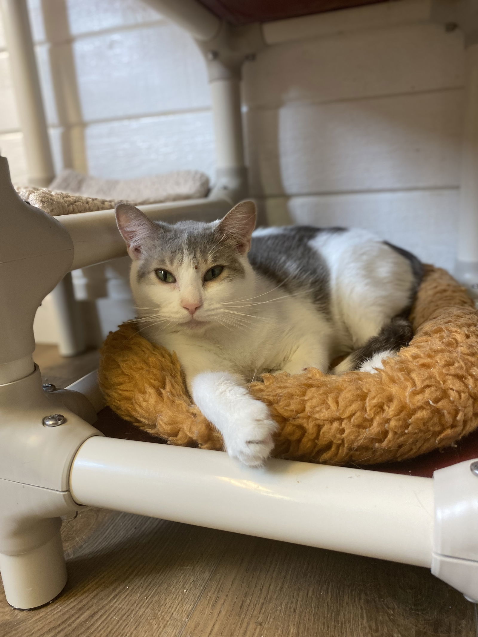 Kat, an adoptable Domestic Short Hair in Webster, WI, 54893 | Photo Image 3