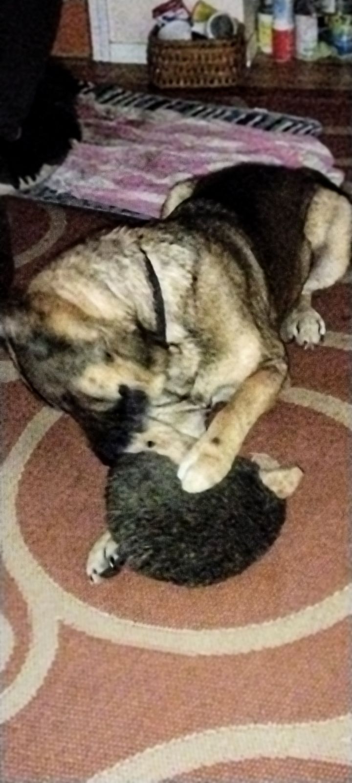 Dutch shepherd akita mix cheap