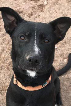 Jasper, an adoptable Pit Bull Terrier, Black Labrador Retriever in Webster, WI, 54893 | Photo Image 1