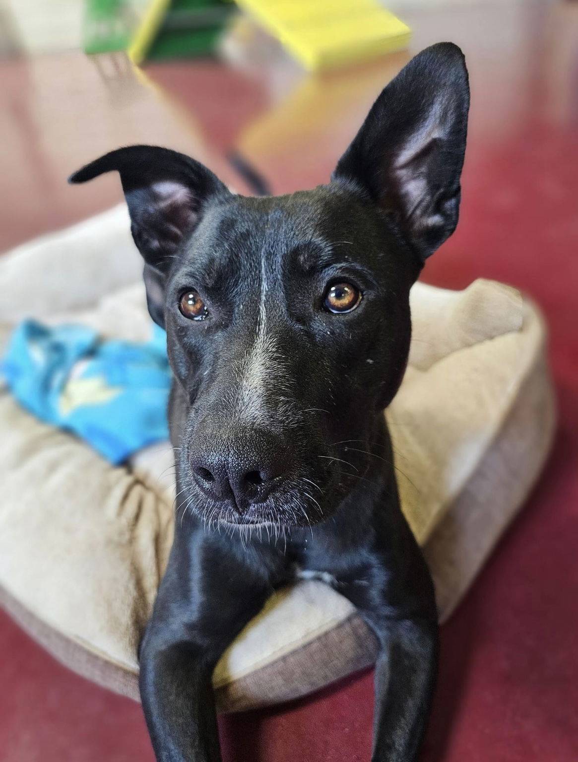 Jasper, an adoptable Pit Bull Terrier, Black Labrador Retriever in Webster, WI, 54893 | Photo Image 2