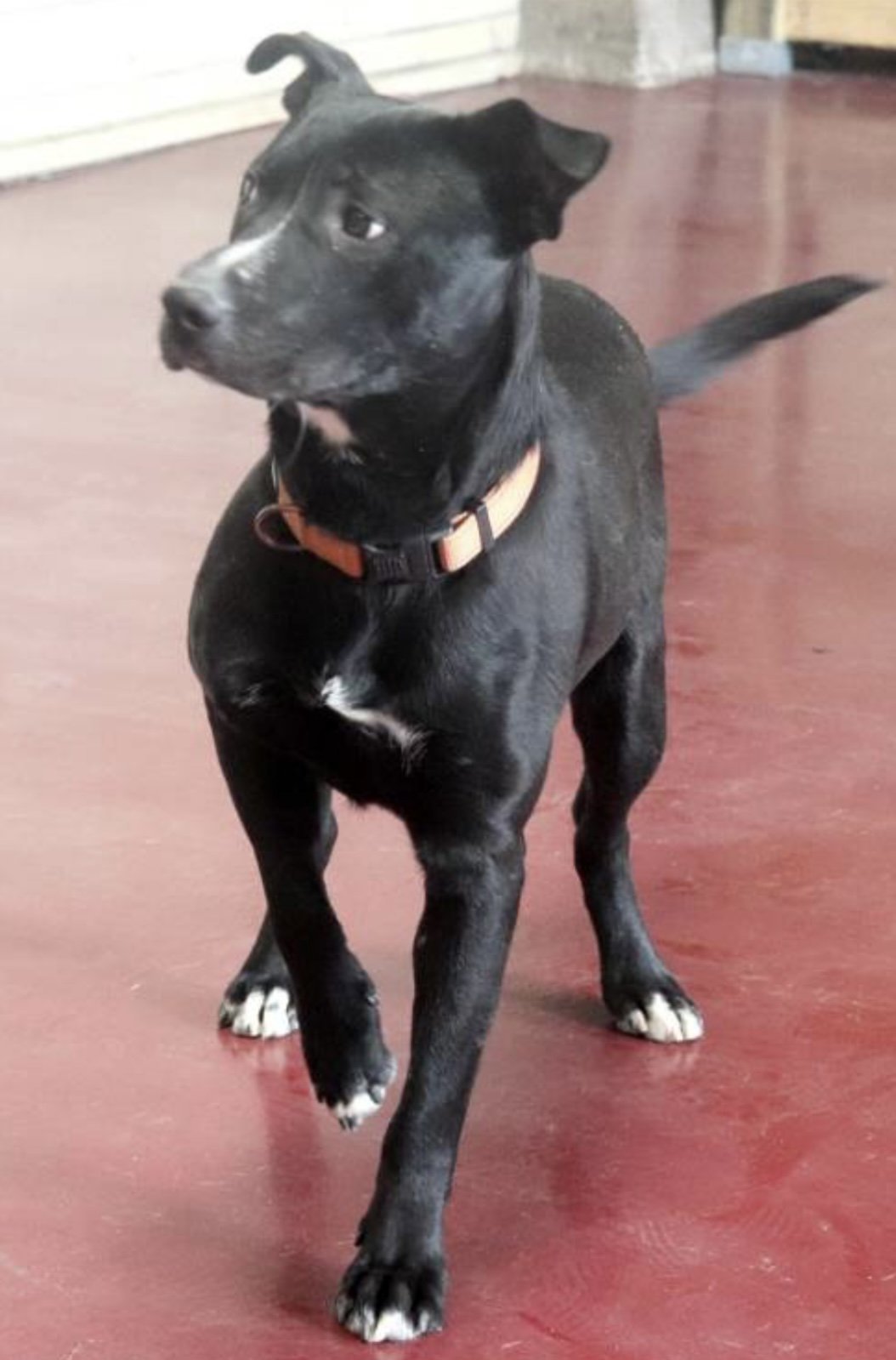 Jasper, an adoptable Pit Bull Terrier, Black Labrador Retriever in Webster, WI, 54893 | Photo Image 3