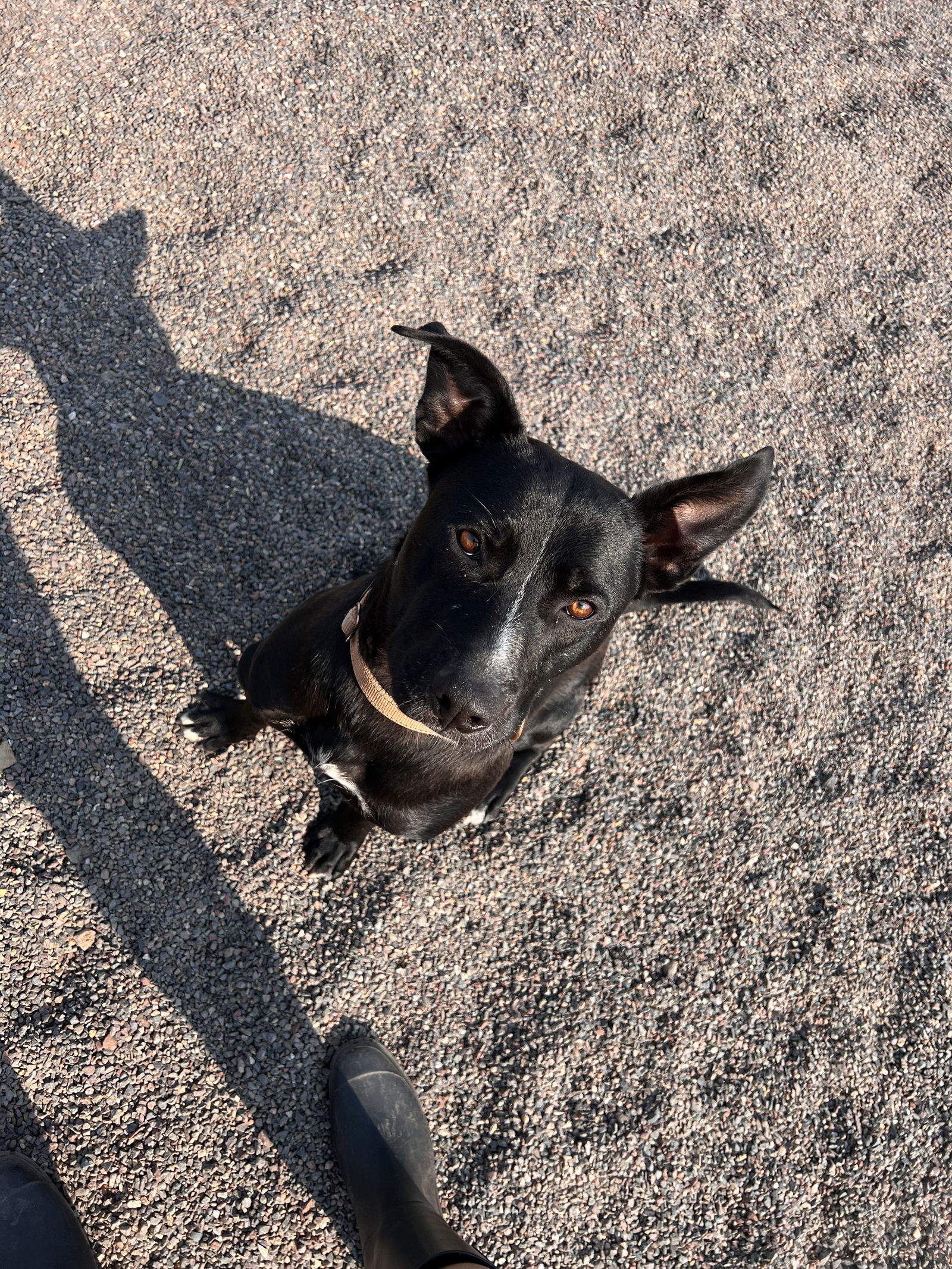 Jasper, an adoptable Pit Bull Terrier, Black Labrador Retriever in Webster, WI, 54893 | Photo Image 3