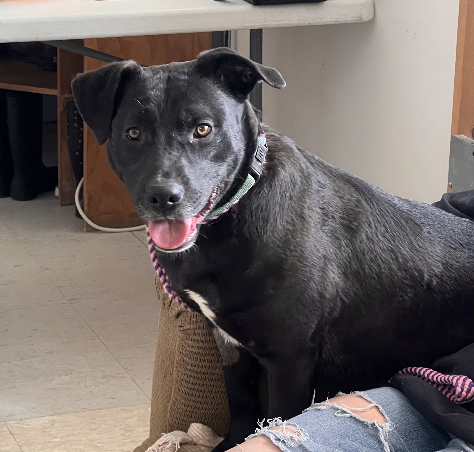 Horace, an adoptable Pit Bull Terrier, Black Labrador Retriever in Webster, WI, 54893 | Photo Image 2