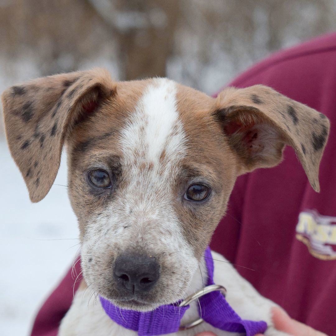 Catahoula best sale pointer mix