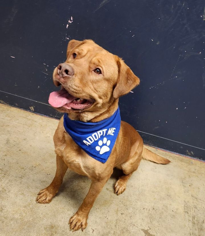 Cane corso hot sale golden retriever mix