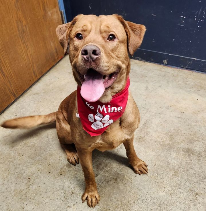 Golden retriever cane corso 2024 mix