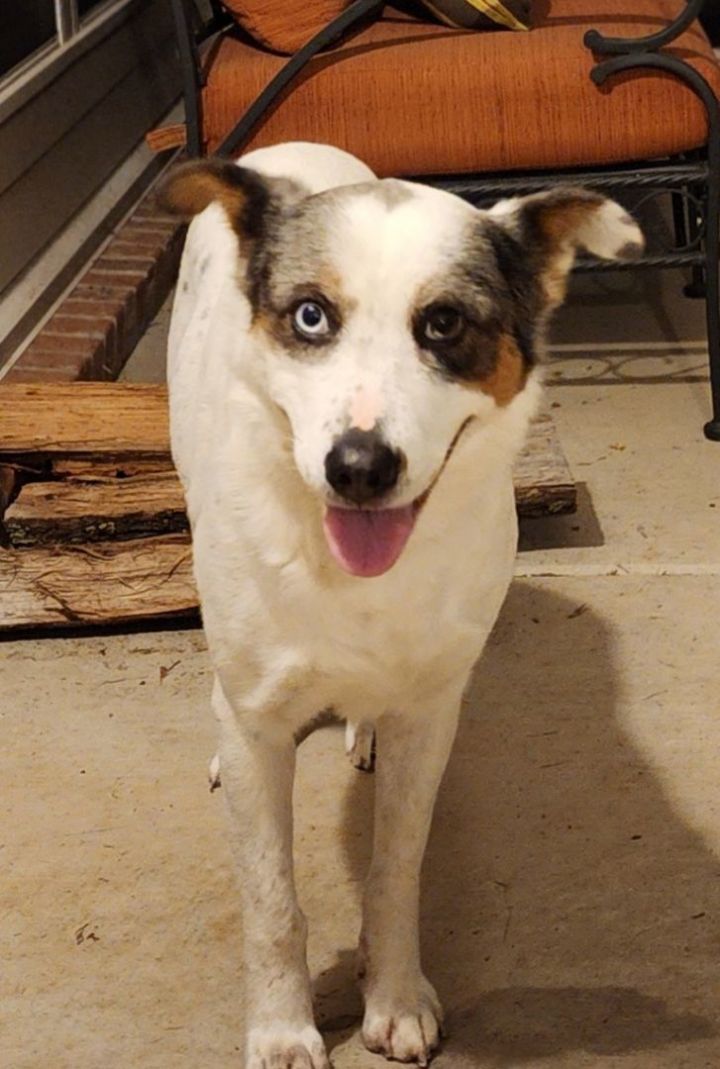 Border collie sale feist mix