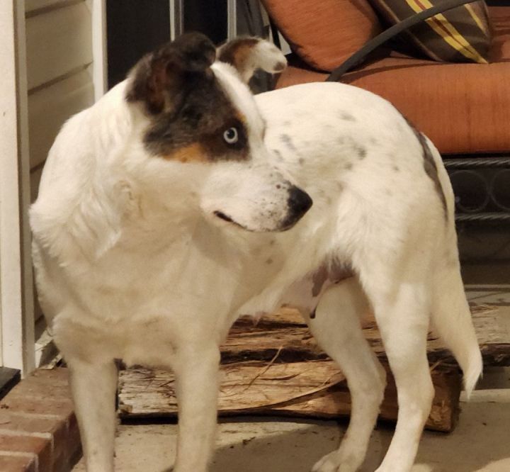 Border collie sale feist mix