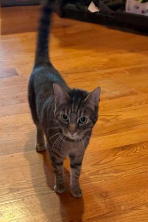 Mary/Eevee 0124, Young Female Domestic Short Hair