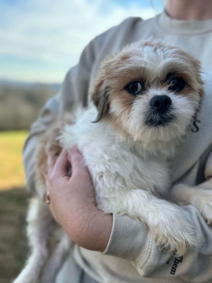 Shih sales tzu petfinder