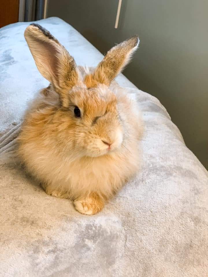 Willie
