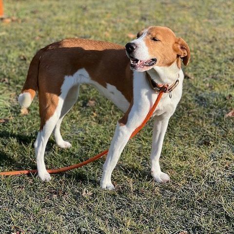 Dog for adoption - Kelly, an English Pointer & Beagle Mix in Sparta, NJ ...