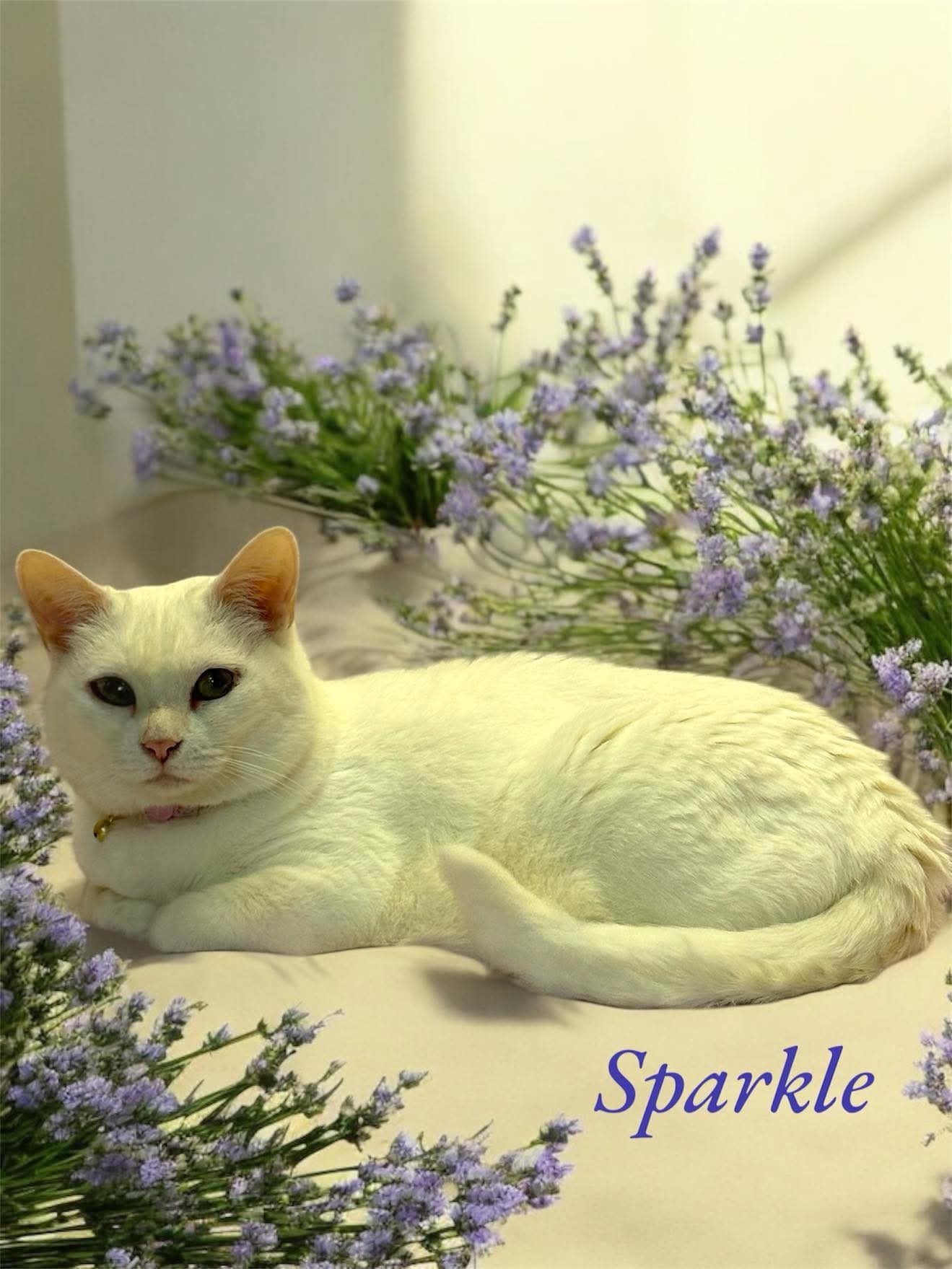 Sparkle