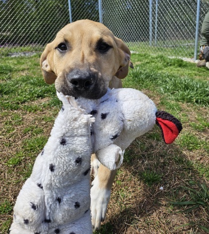 Anatolian shepherd hot sale bloodhound mix