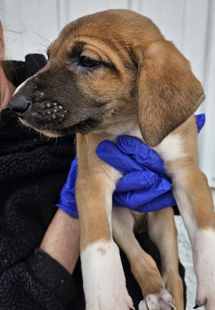 Bloodhound shepherd best sale mix puppy