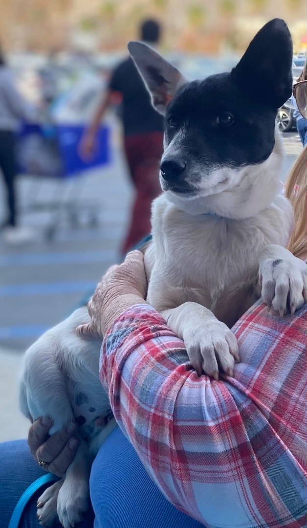 Tlc australian cattle store dogs