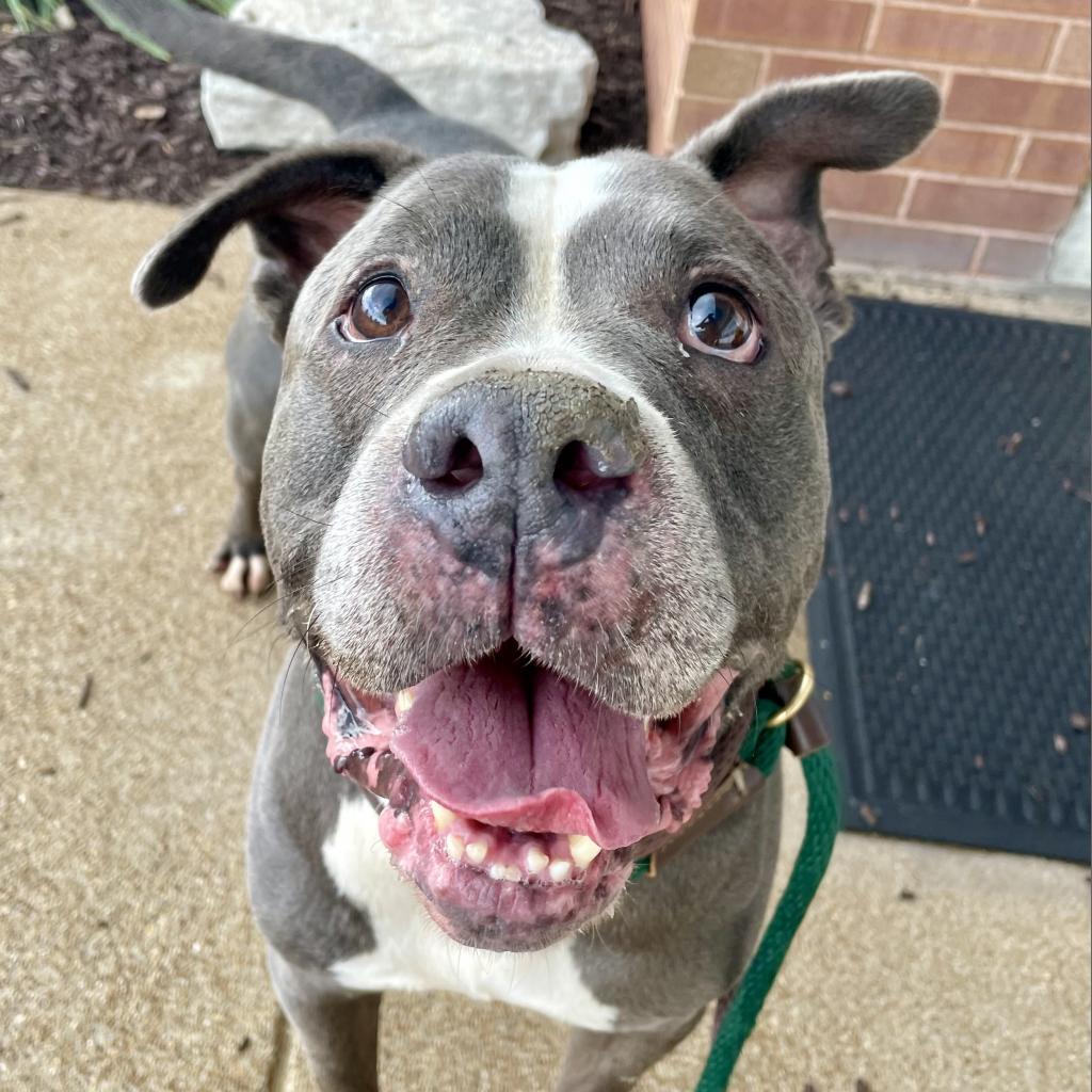 Wade, an adoptable Terrier in St. Louis, MO, 63103 | Photo Image 2