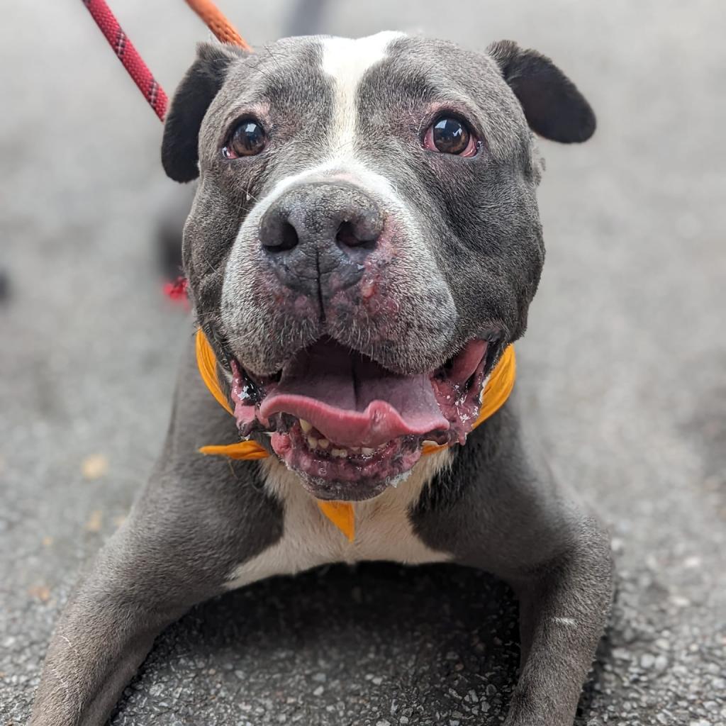 Wade, an adoptable Terrier in St. Louis, MO, 63103 | Photo Image 3